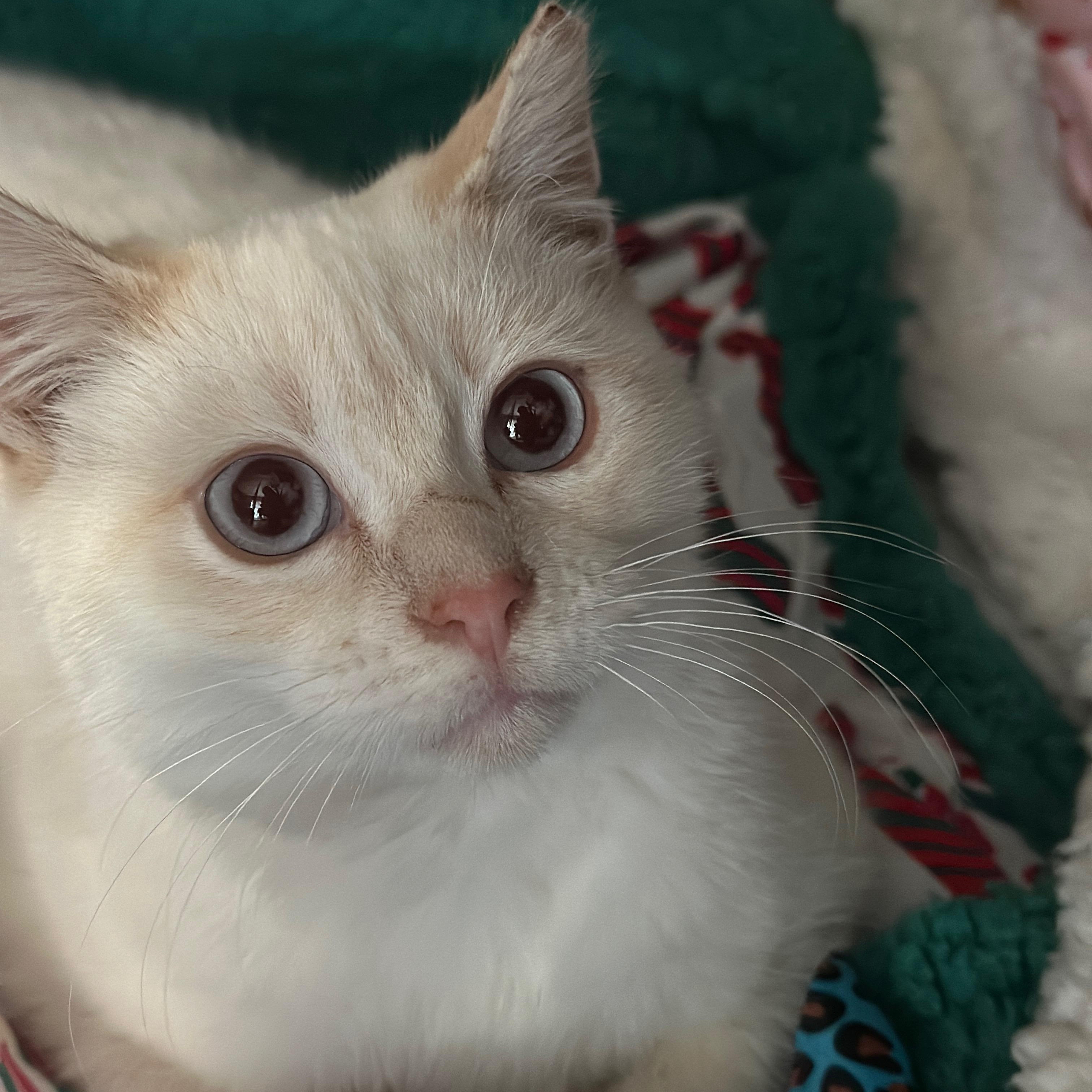 Asha, a ADOPTABLE Siamese in Union City, CA image 1/4