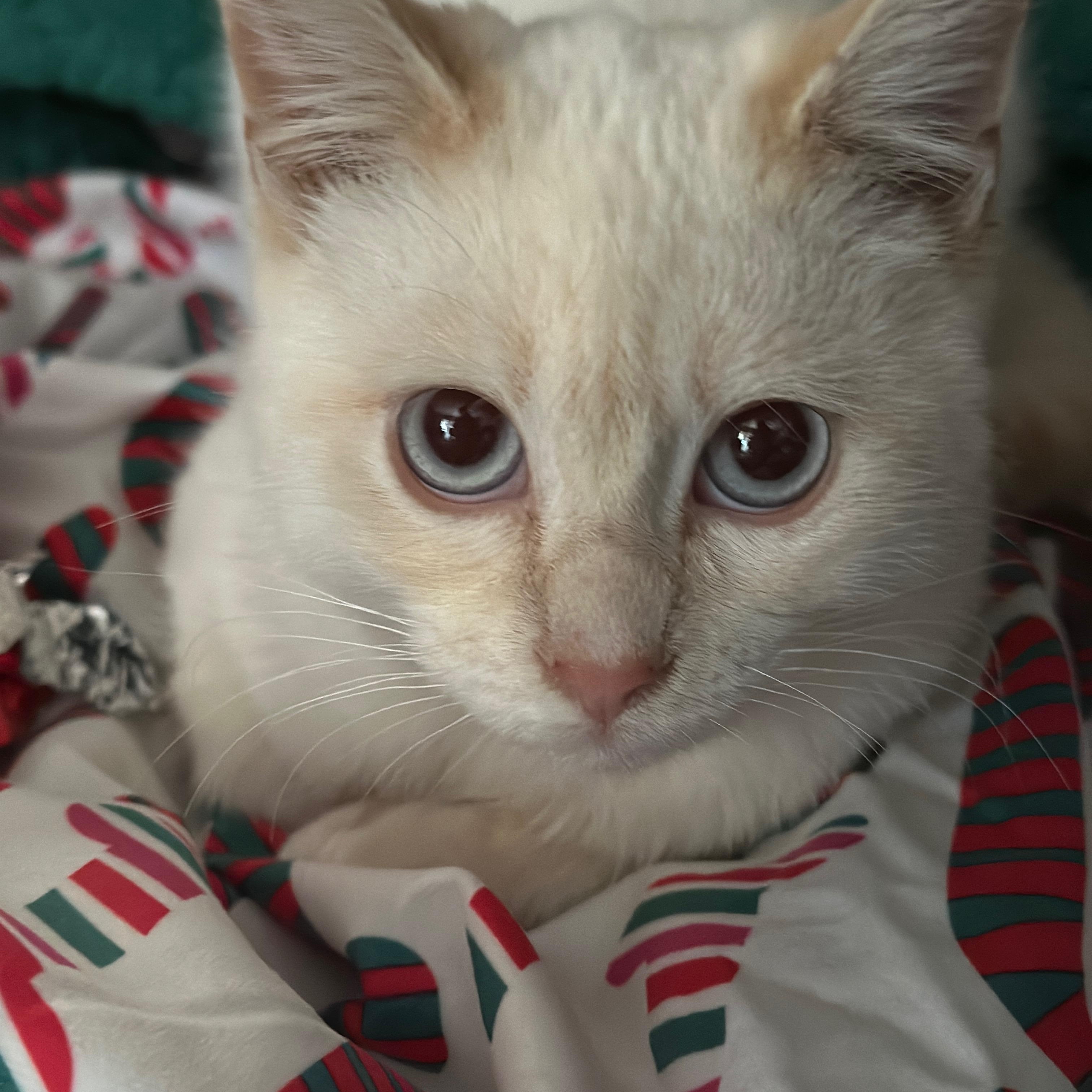 Asha, a ADOPTABLE Siamese in Union City, CA image 2/4