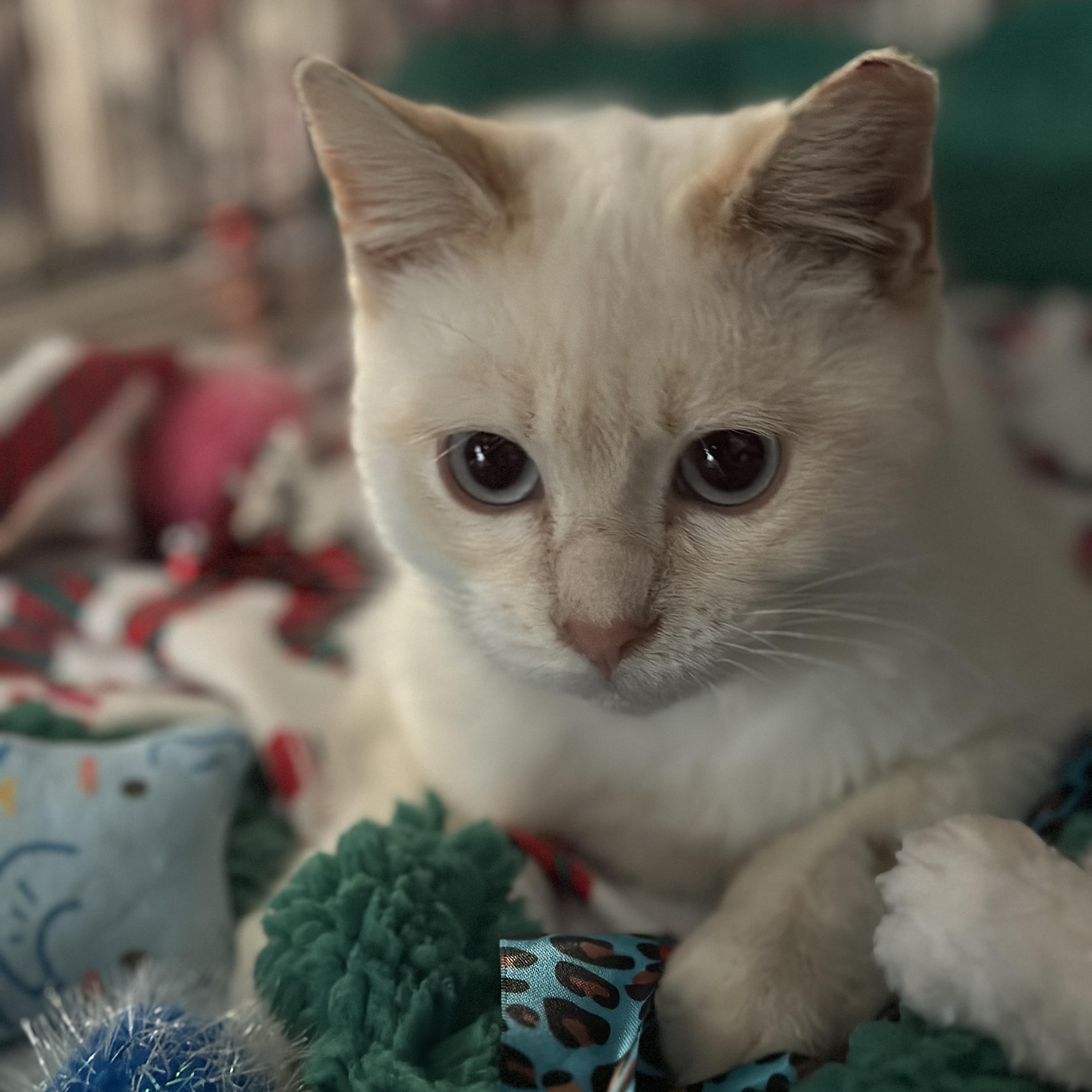 Asha, a ADOPTABLE Siamese in Union City, CA image 4/4