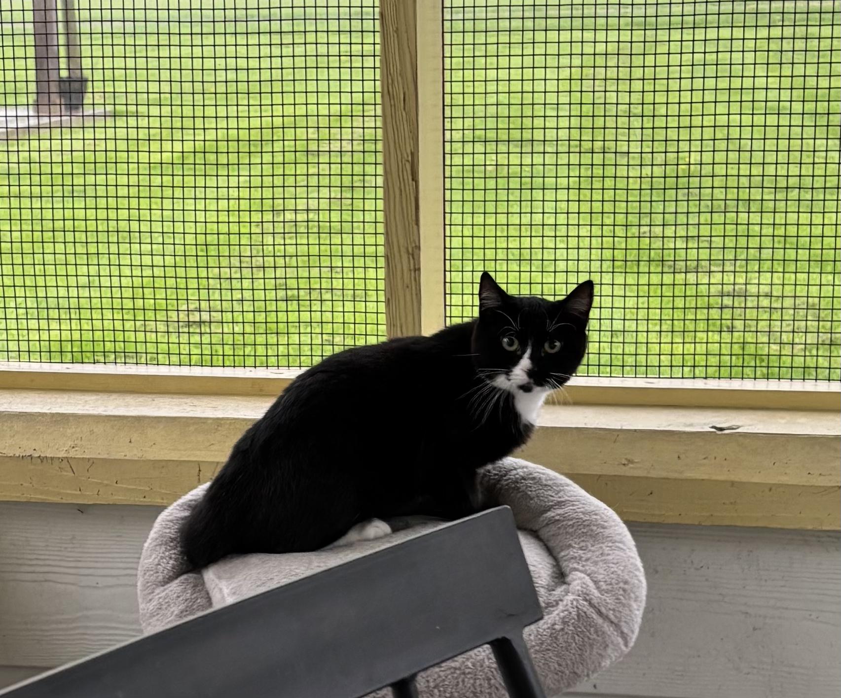 Ronnie, Adoptable, Young Male Domestic Short Hair.