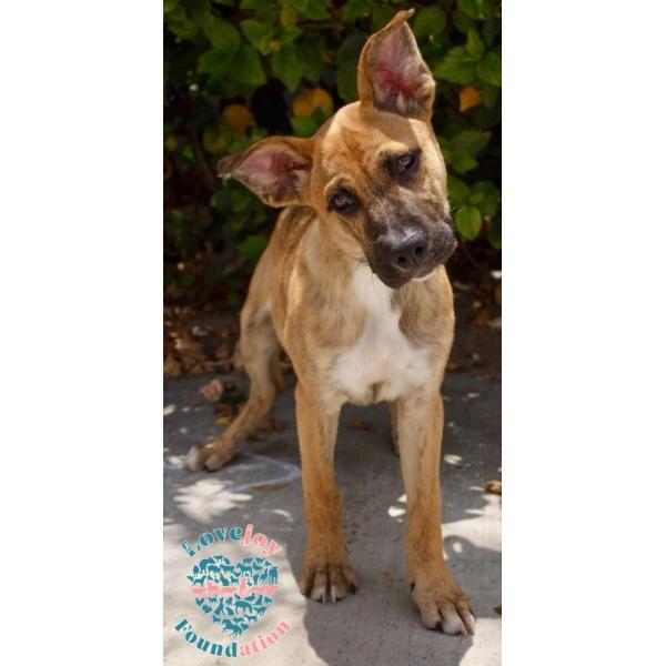 Bailey Litter-Maverick