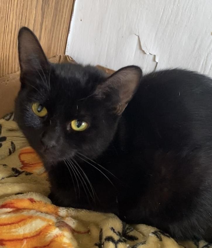 Enlarge Riviera, a Adoptable Domestic Short Hair in Greene, NY image 1/1