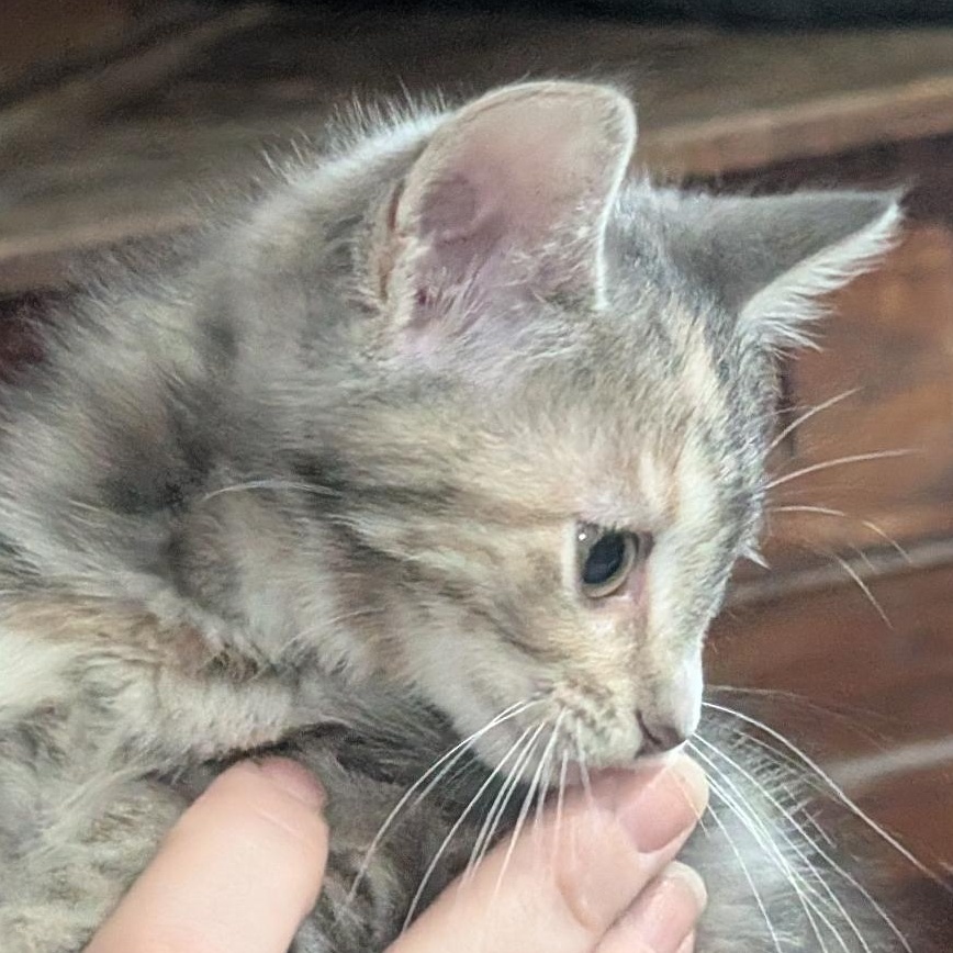 Matcha, an adopted Domestic Short Hair in Reisterstown, MD image 2/4