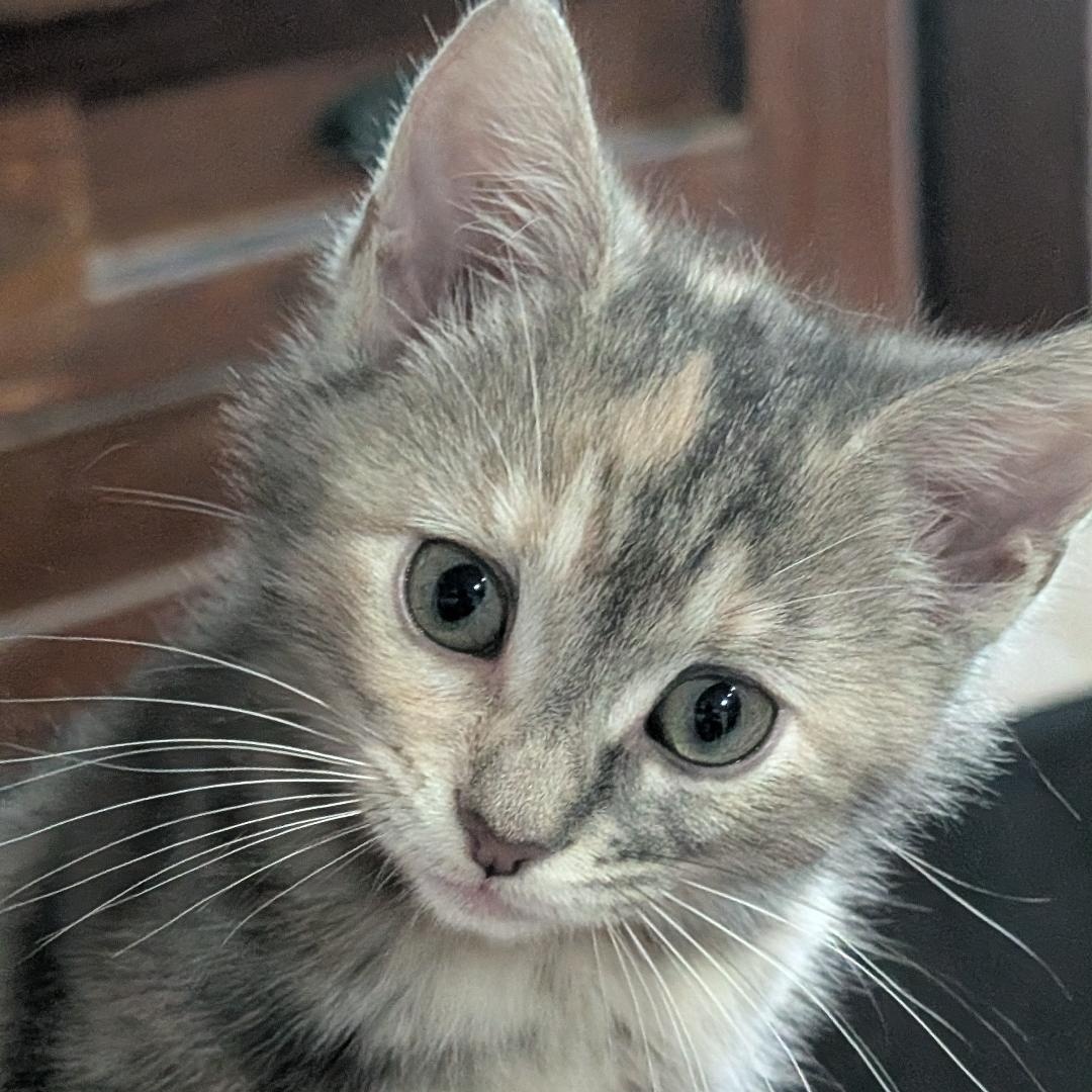 Matcha, an adopted Domestic Short Hair in Reisterstown, MD image 1/4