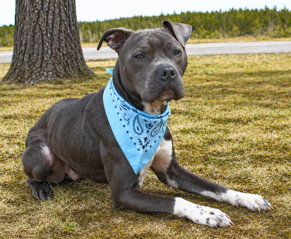 Sasuke, a Adoptable mixed breed in Cheboygan, MI image 3/6