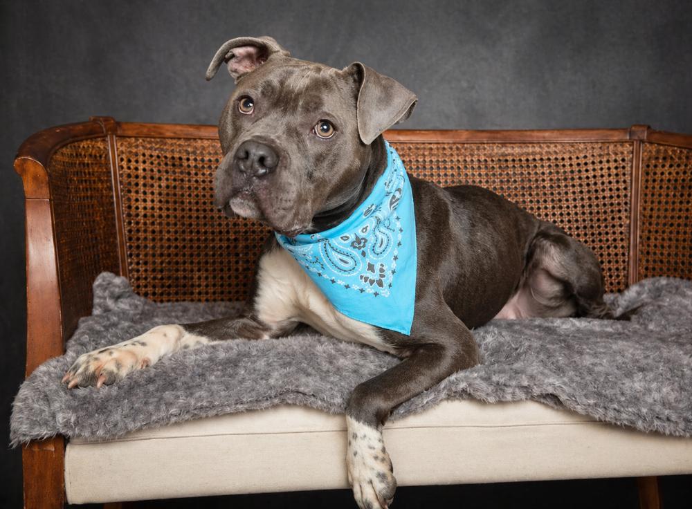Sasuke, a Adoptable mixed breed in Cheboygan, MI image 2/6