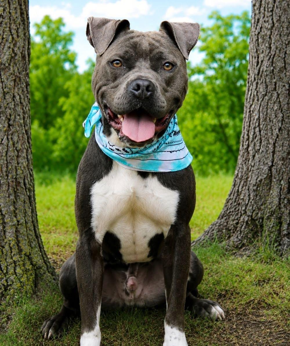 Sasuke, a Adoptable mixed breed in Cheboygan, MI image 3/6