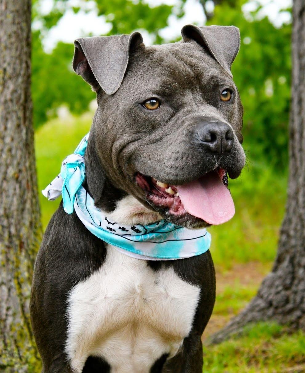 Sasuke, a Adoptable mixed breed in Cheboygan, MI image 4/6