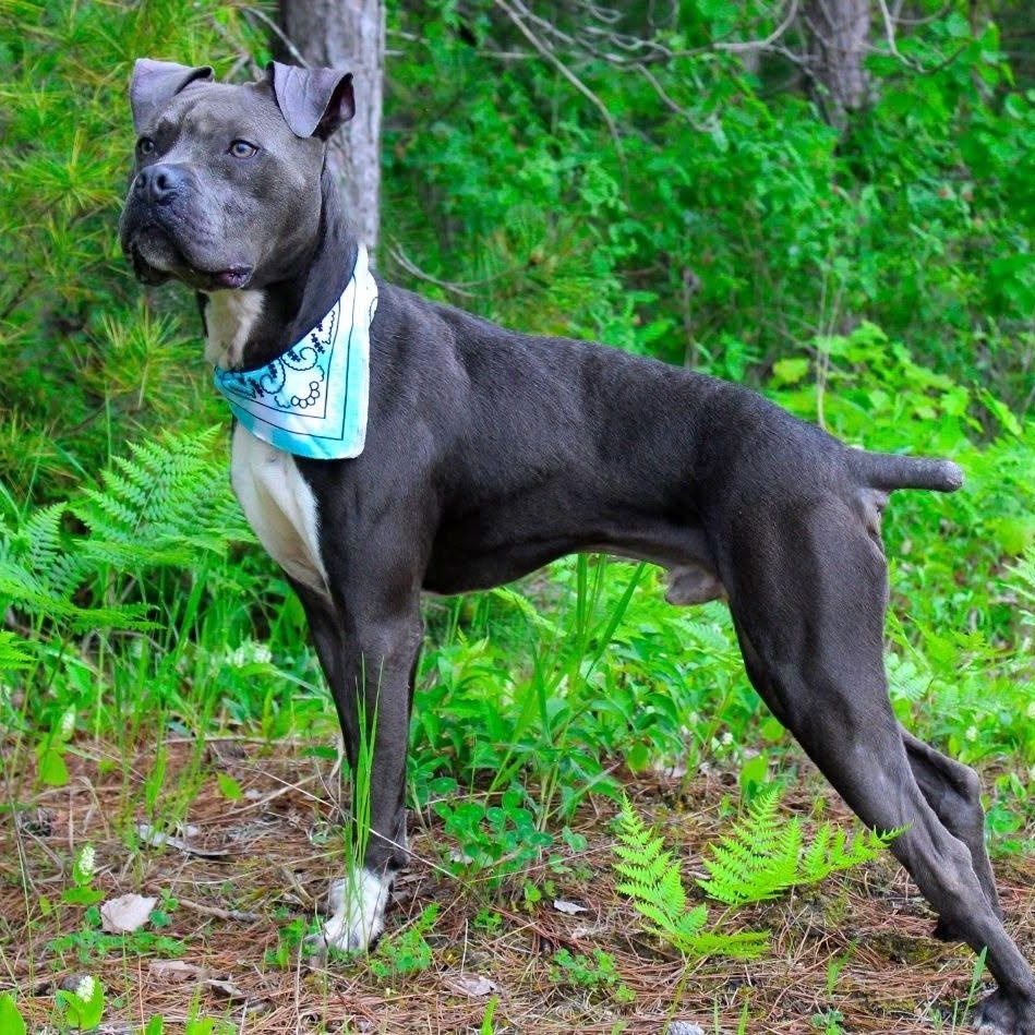 Sasuke, Adoptable, Adult Male American Staffordshire Terrier.