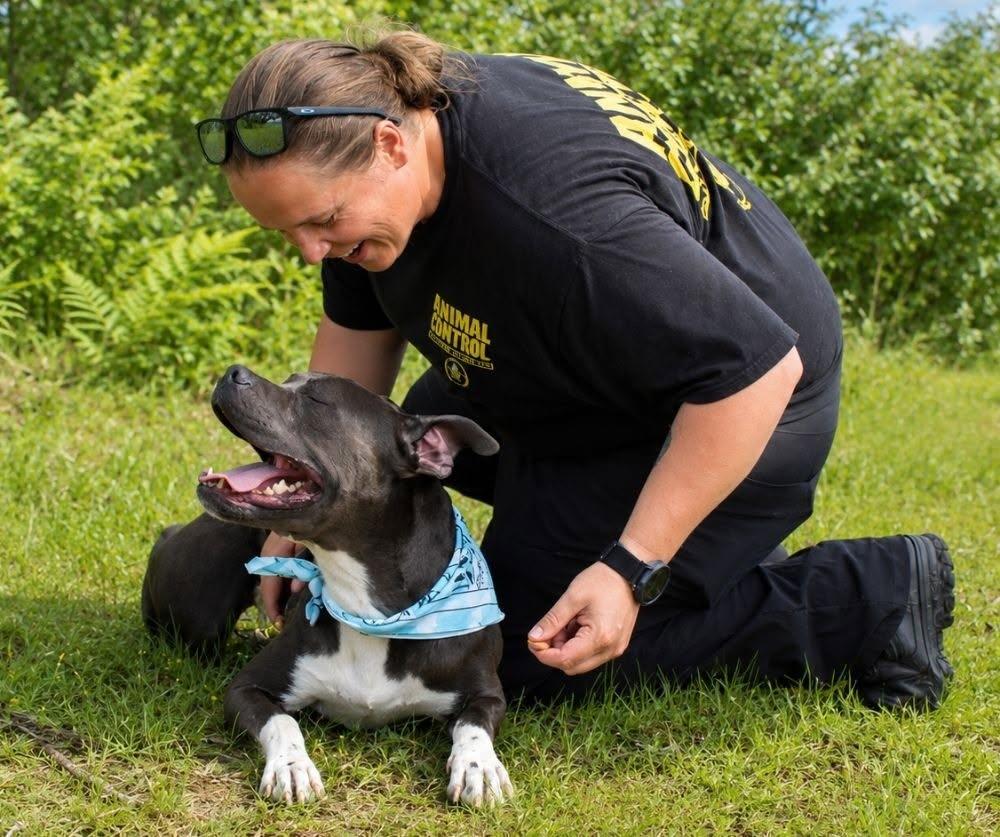 Sasuke, a Adoptable mixed breed in Cheboygan, MI image 5/6