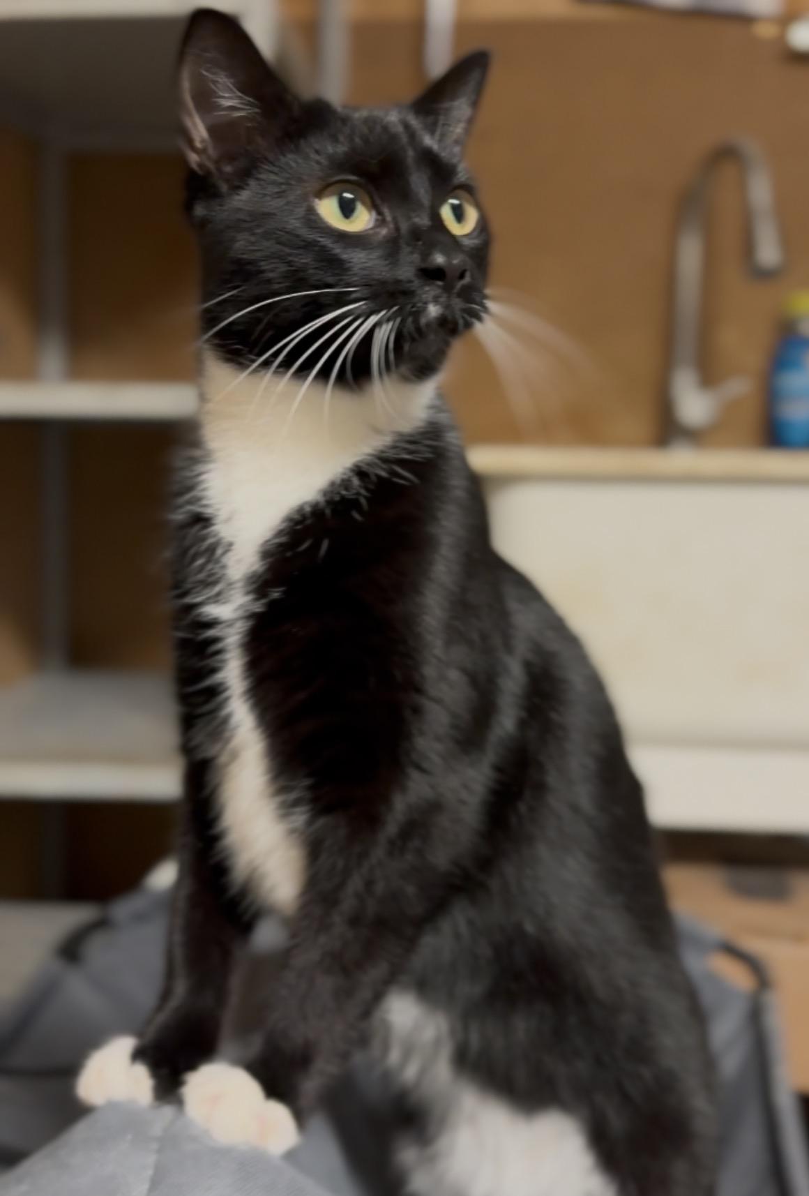 Enlarge Lady Gaga, a Adoptable Domestic Short Hair in Pontotoc, MS image 2/3
