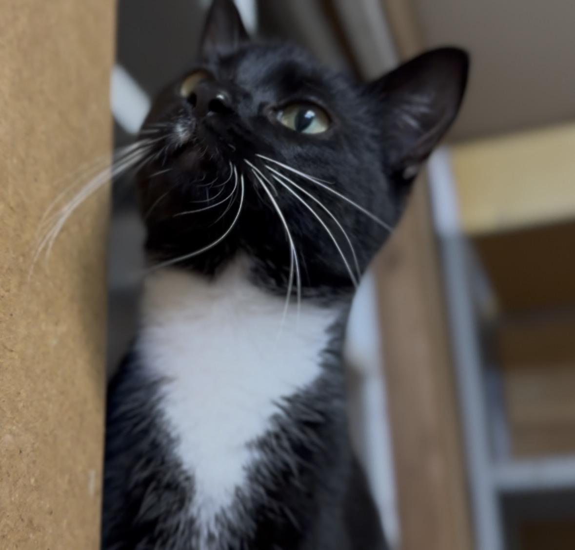 Enlarge Lady Gaga, a Adoptable Domestic Short Hair in Pontotoc, MS image 3/3
