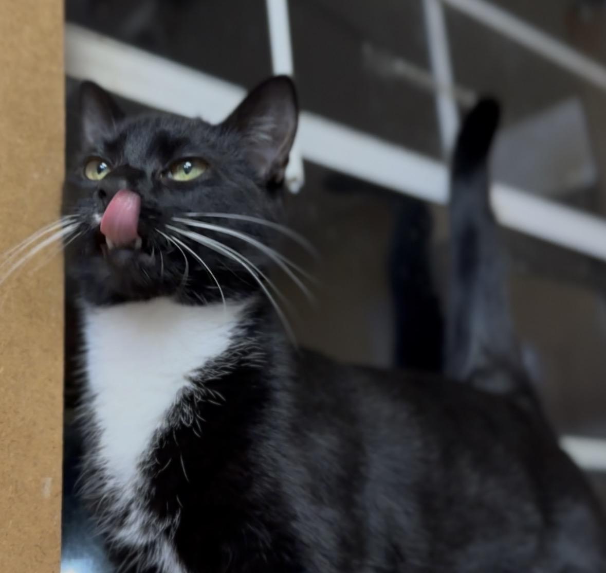 Enlarge Lady Gaga, a Adoptable Domestic Short Hair in Pontotoc, MS image 1/3