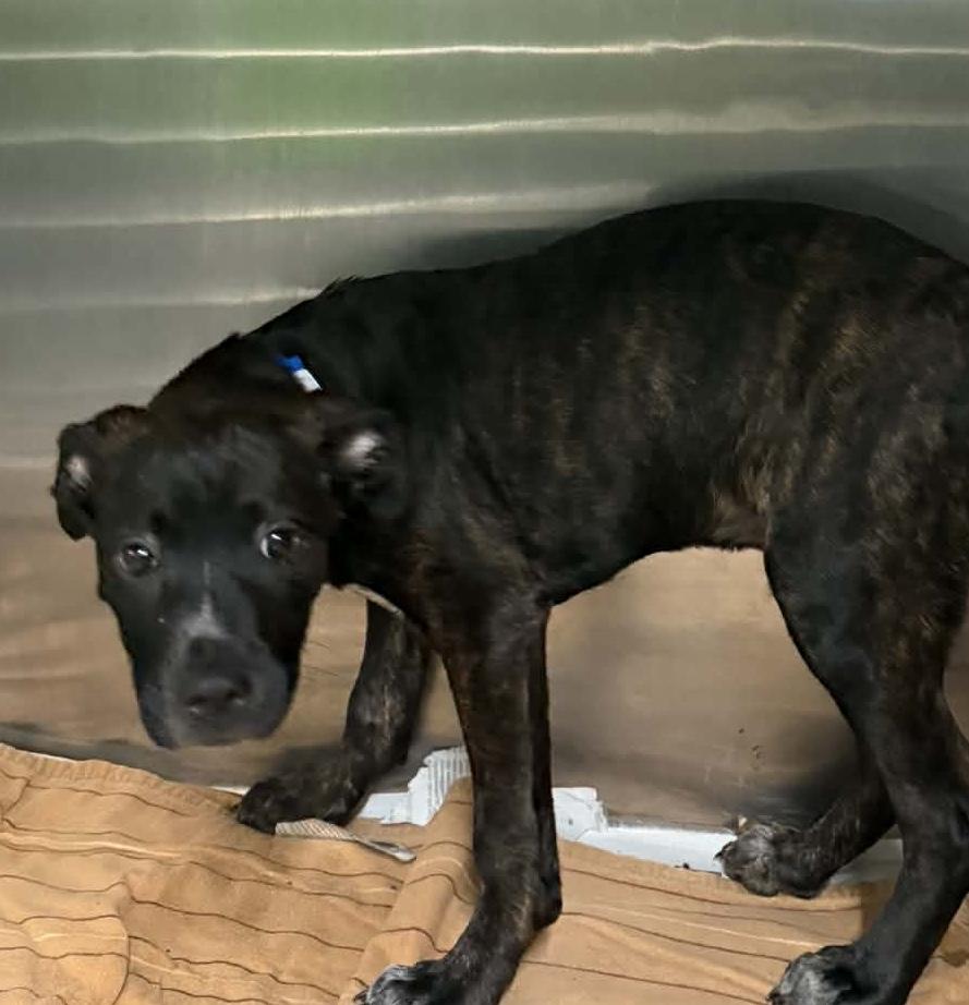 Lincoln, Adoptable, Puppy Male Black Mouth Cur.