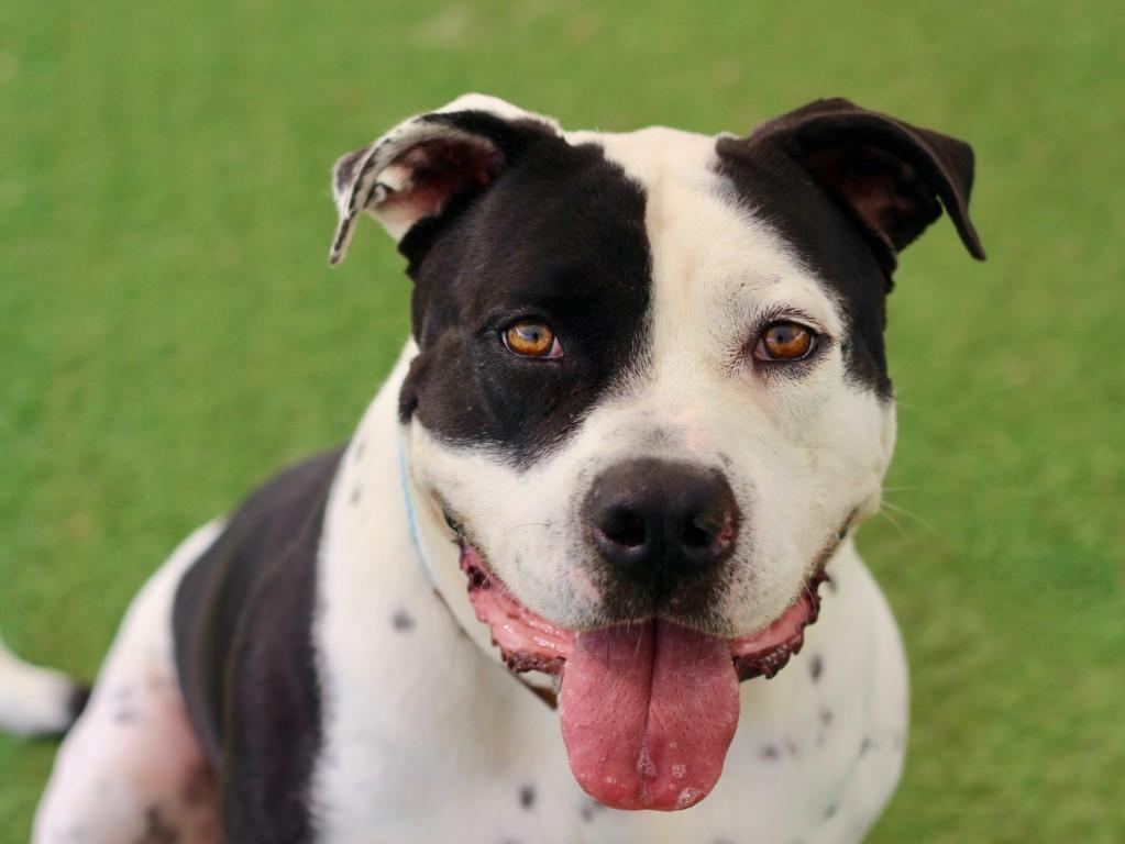 CHARLES, Adoptable, Adult Male Pit Bull Terrier.