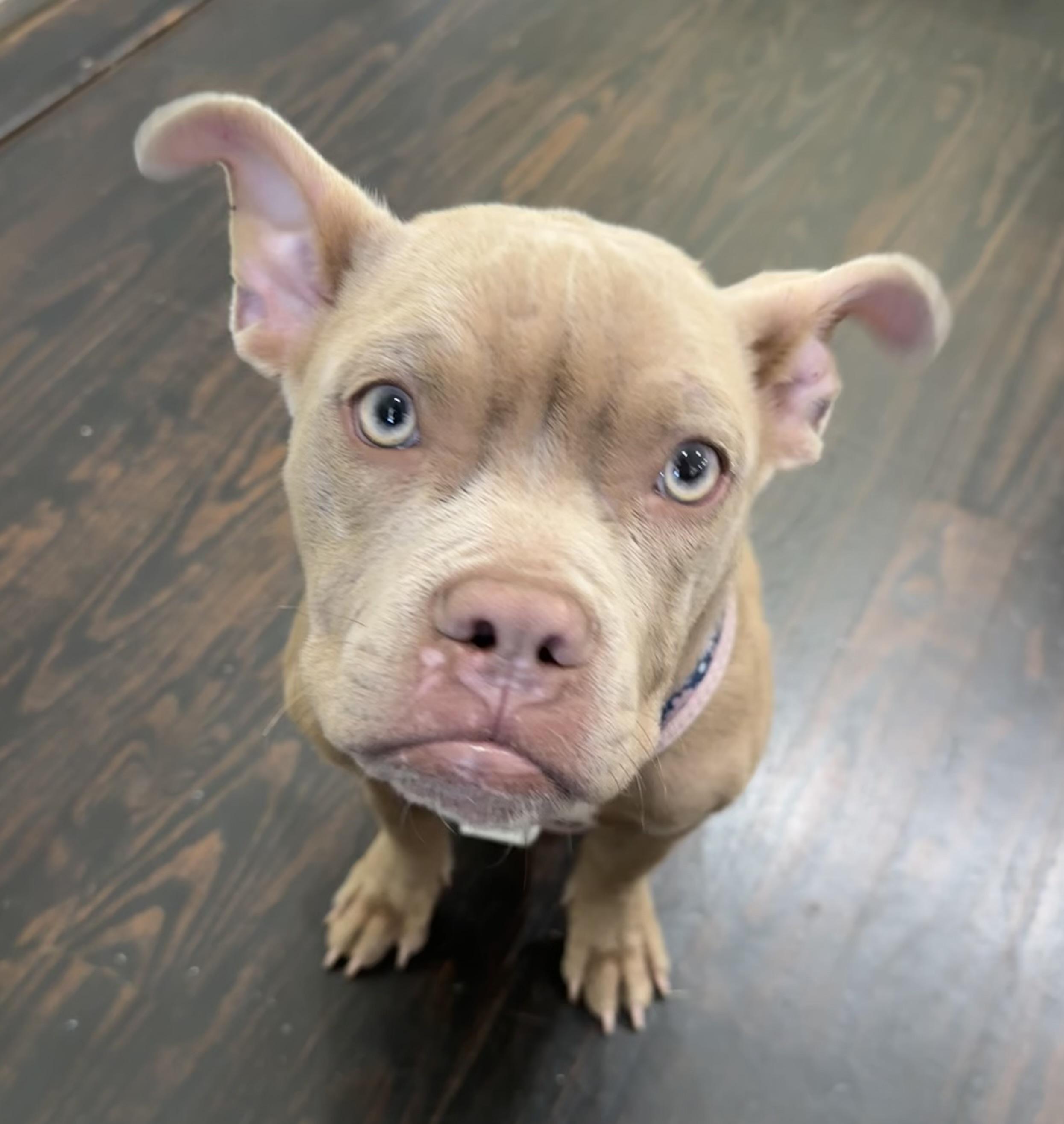 Grumpycat!, adopted, Adult Female French Bulldog & Pit Bull Terrier.