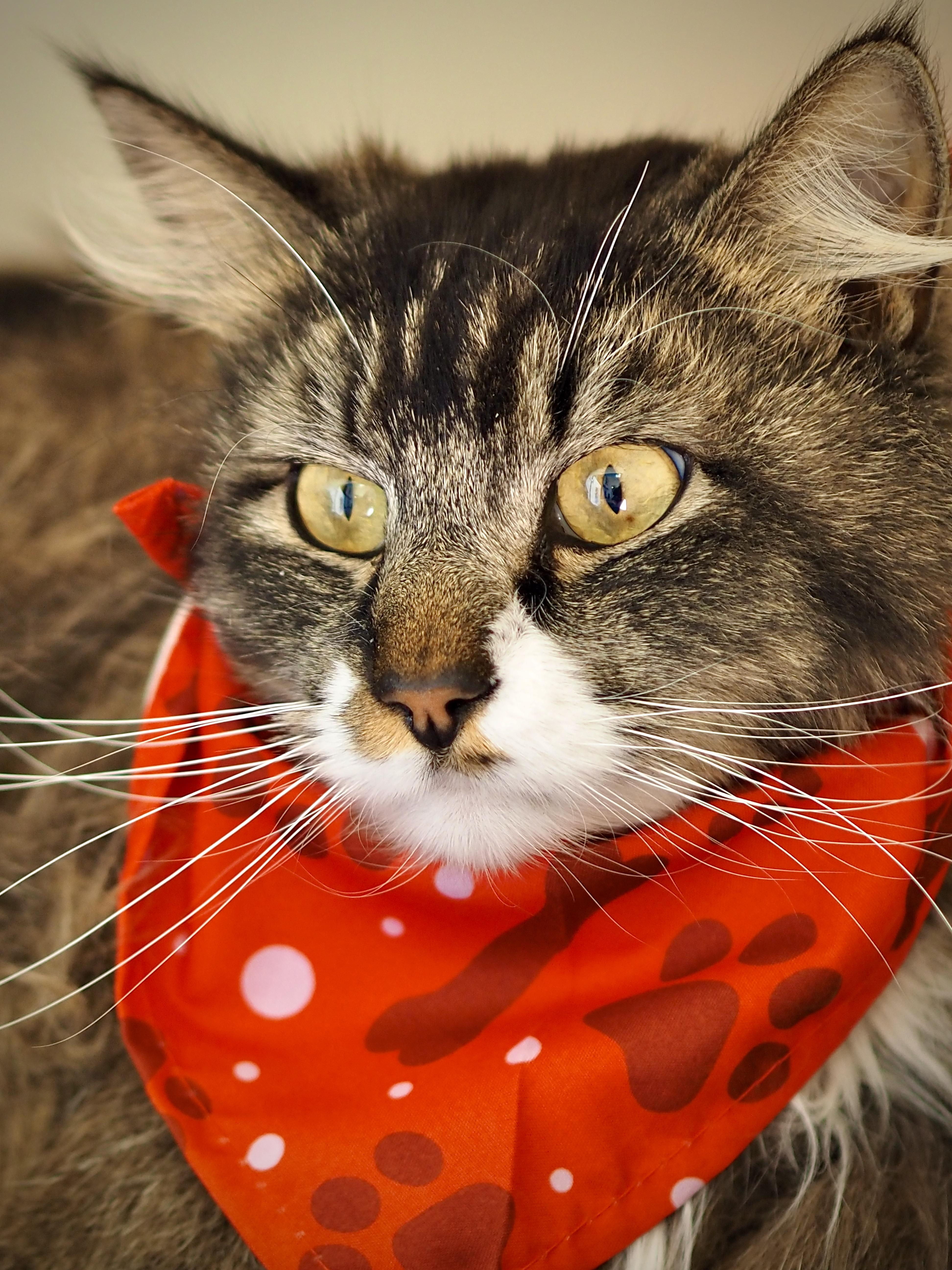 Enlarge Ash, a ADOPTABLE mixed breed in Buena Vista, CO image 3/3