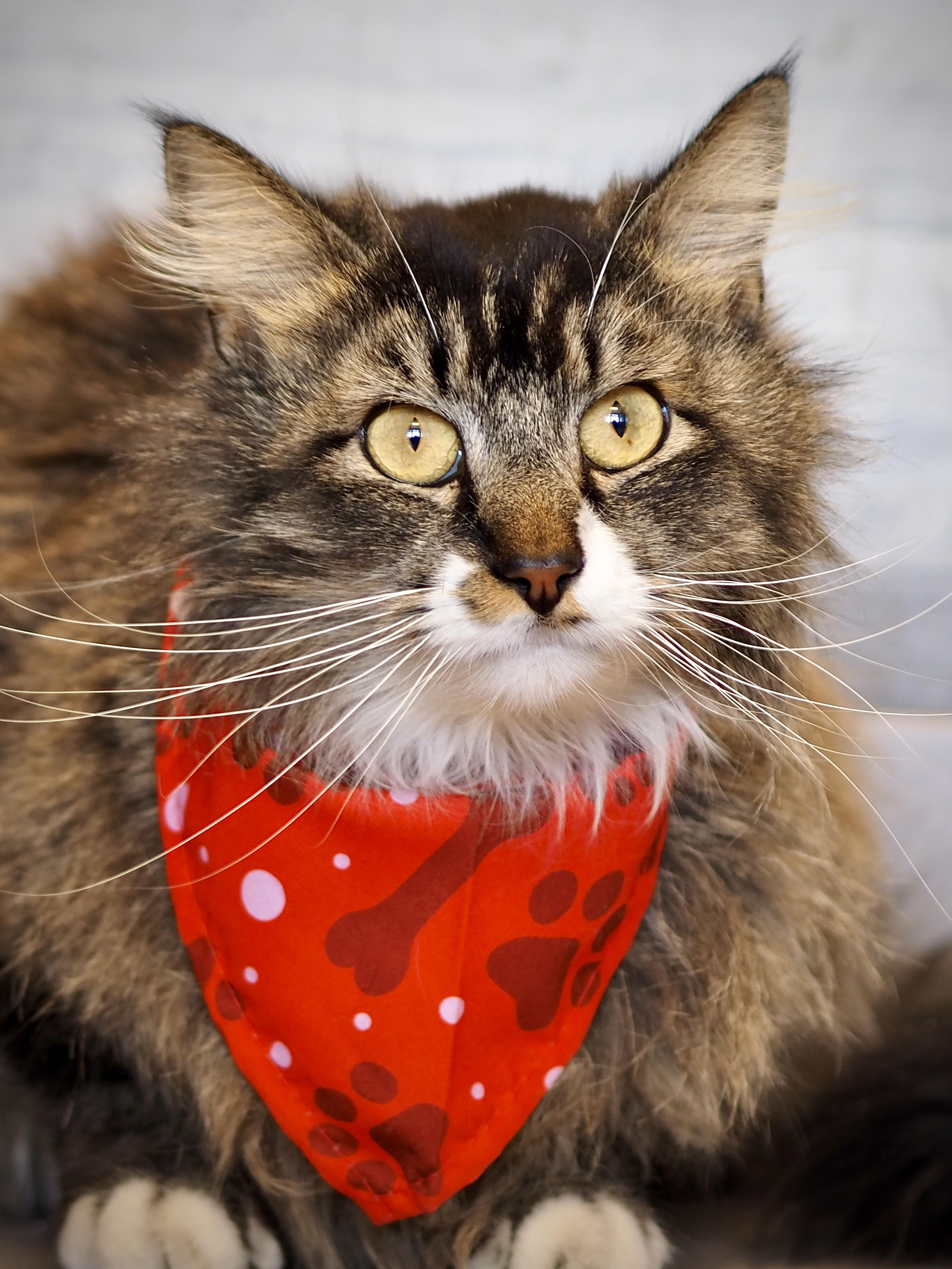 Ash, ADOPTABLE, Adult Male Domestic Long Hair.