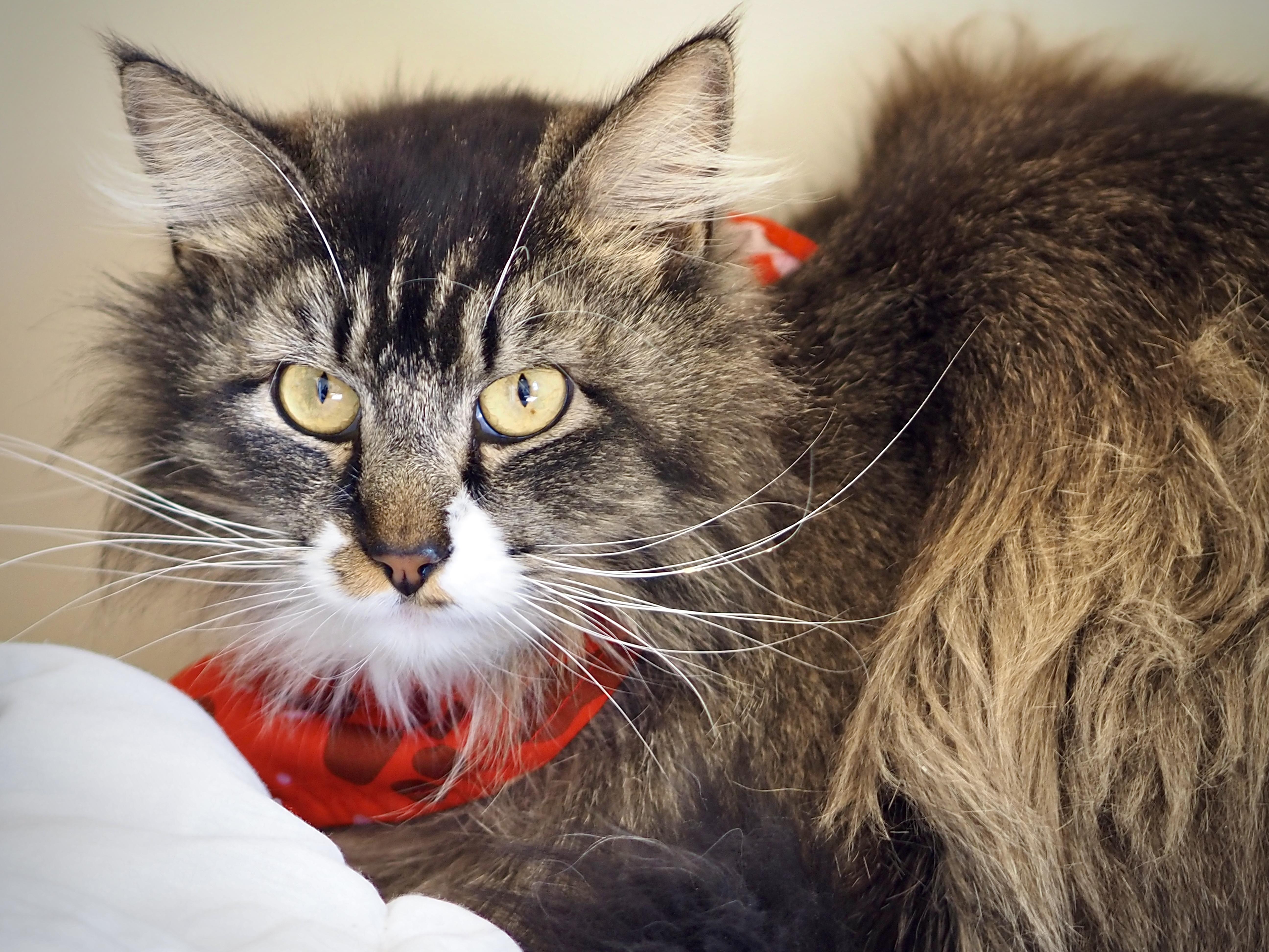 Enlarge Ash, a ADOPTABLE mixed breed in Buena Vista, CO image 2/3