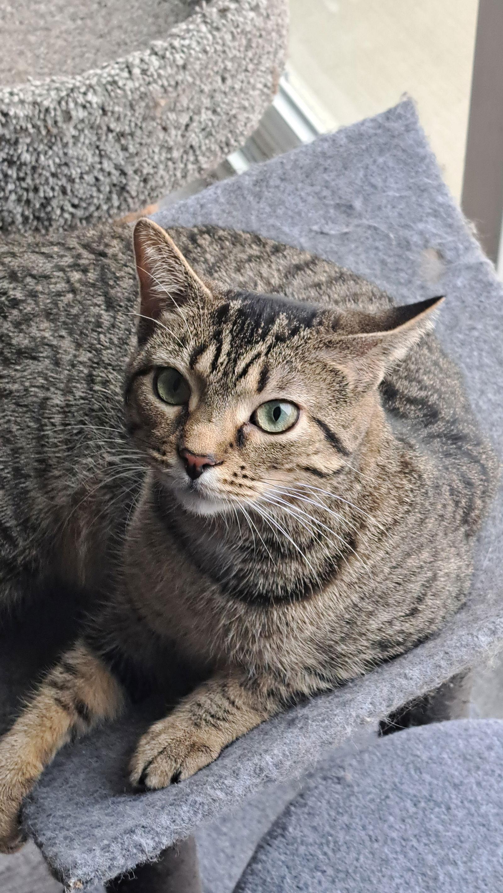Enlarge CAT - FRANNIE, a Adoptable Domestic Short Hair in GILBERTS, IL image 1/3