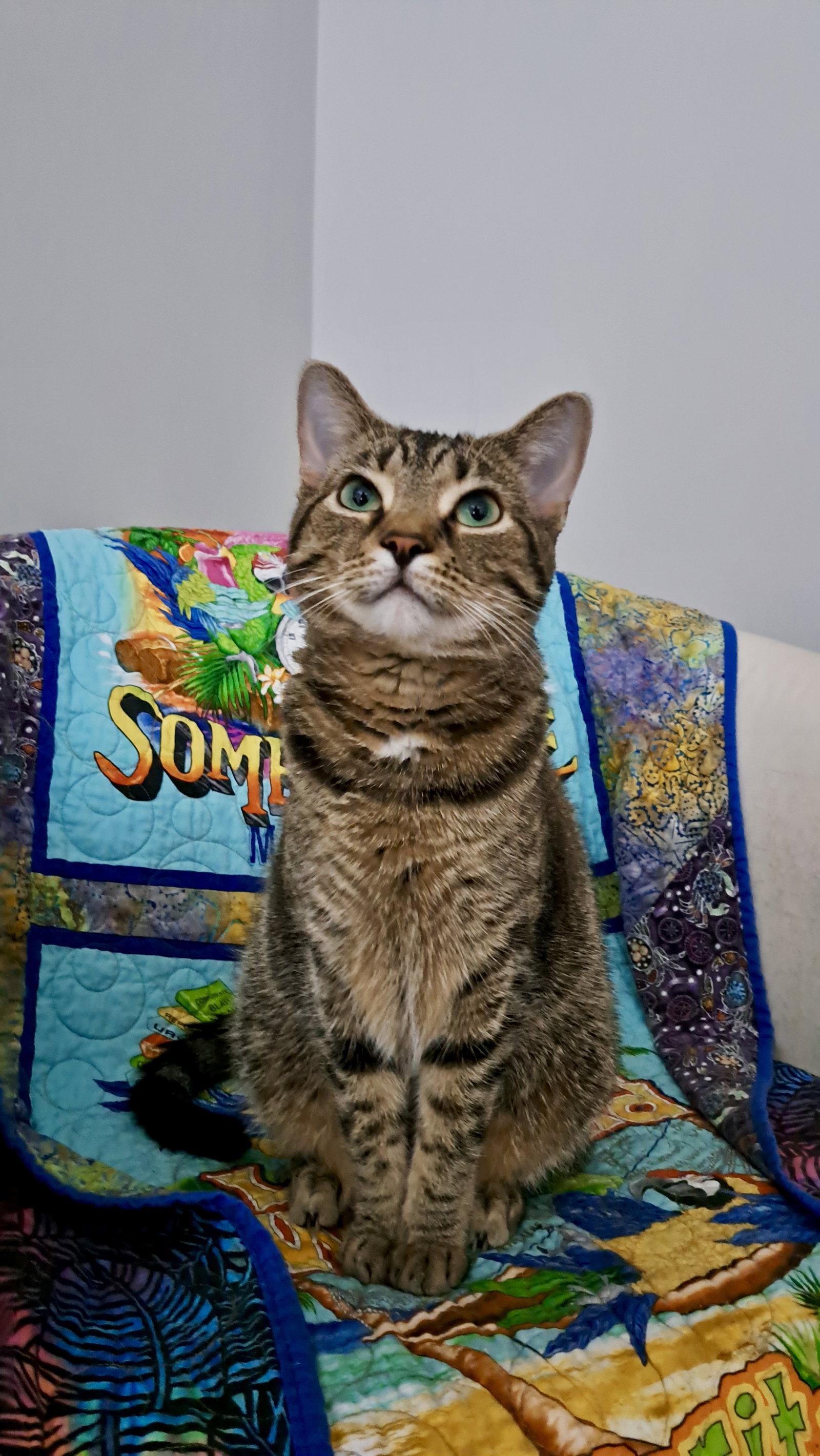 Enlarge CAT - FRANNIE, a Adoptable mixed breed in GILBERTS, IL image 2/3