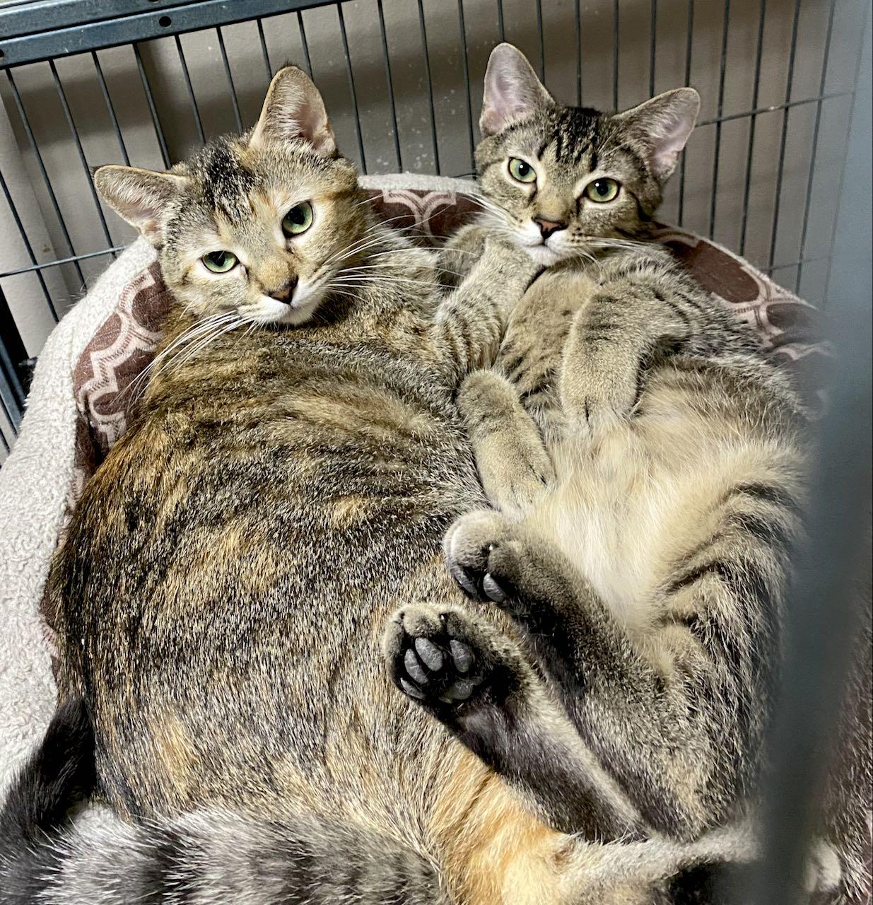 CAT-FRANNIE, a Adoptable Domestic Short Hair image 1/3