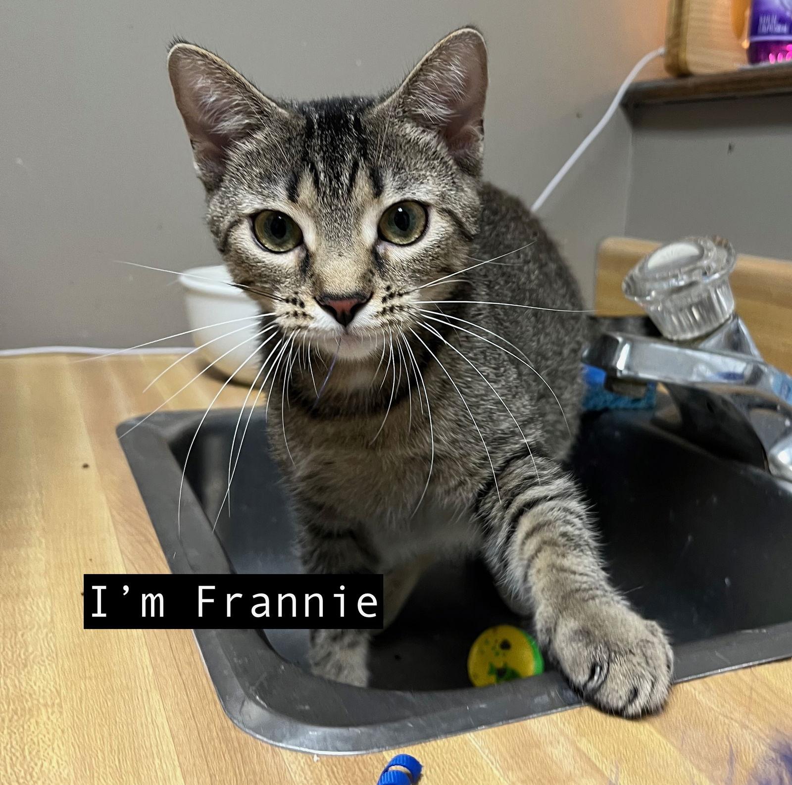 CAT-FRANNIE, a Adoptable Domestic Short Hair image 2/3
