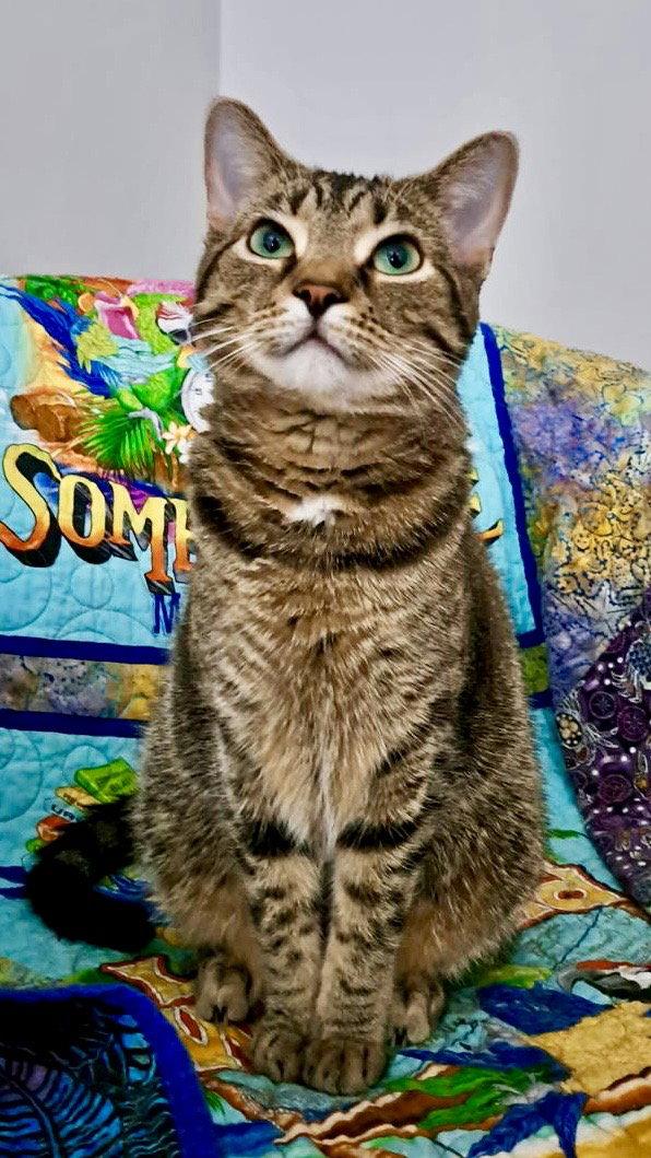 CAT - FRANNIE, a Adoptable mixed breed in GILBERTS, IL image 2/3