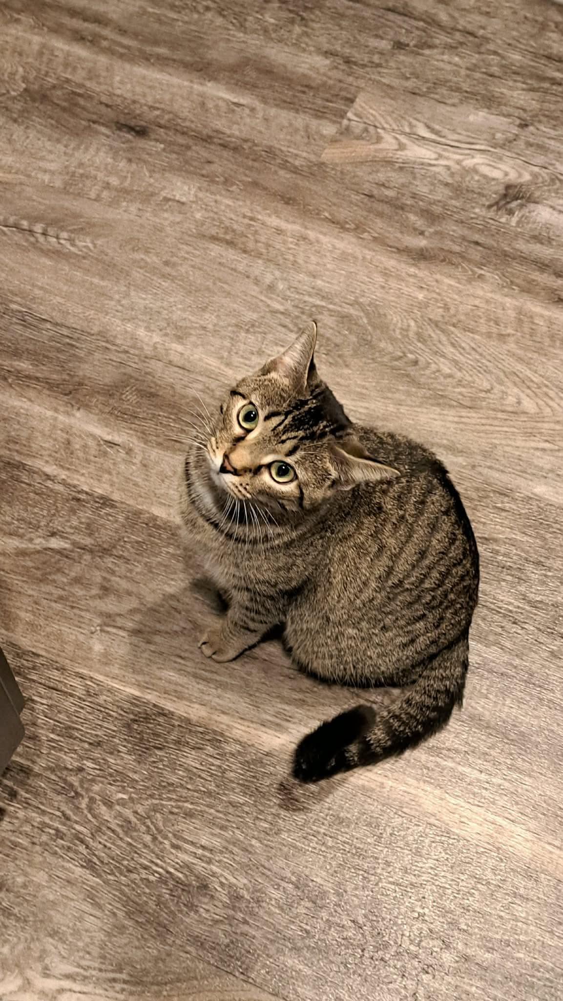 Enlarge CAT - FRANNIE, a Adoptable Domestic Short Hair in GILBERTS, IL image 3/3