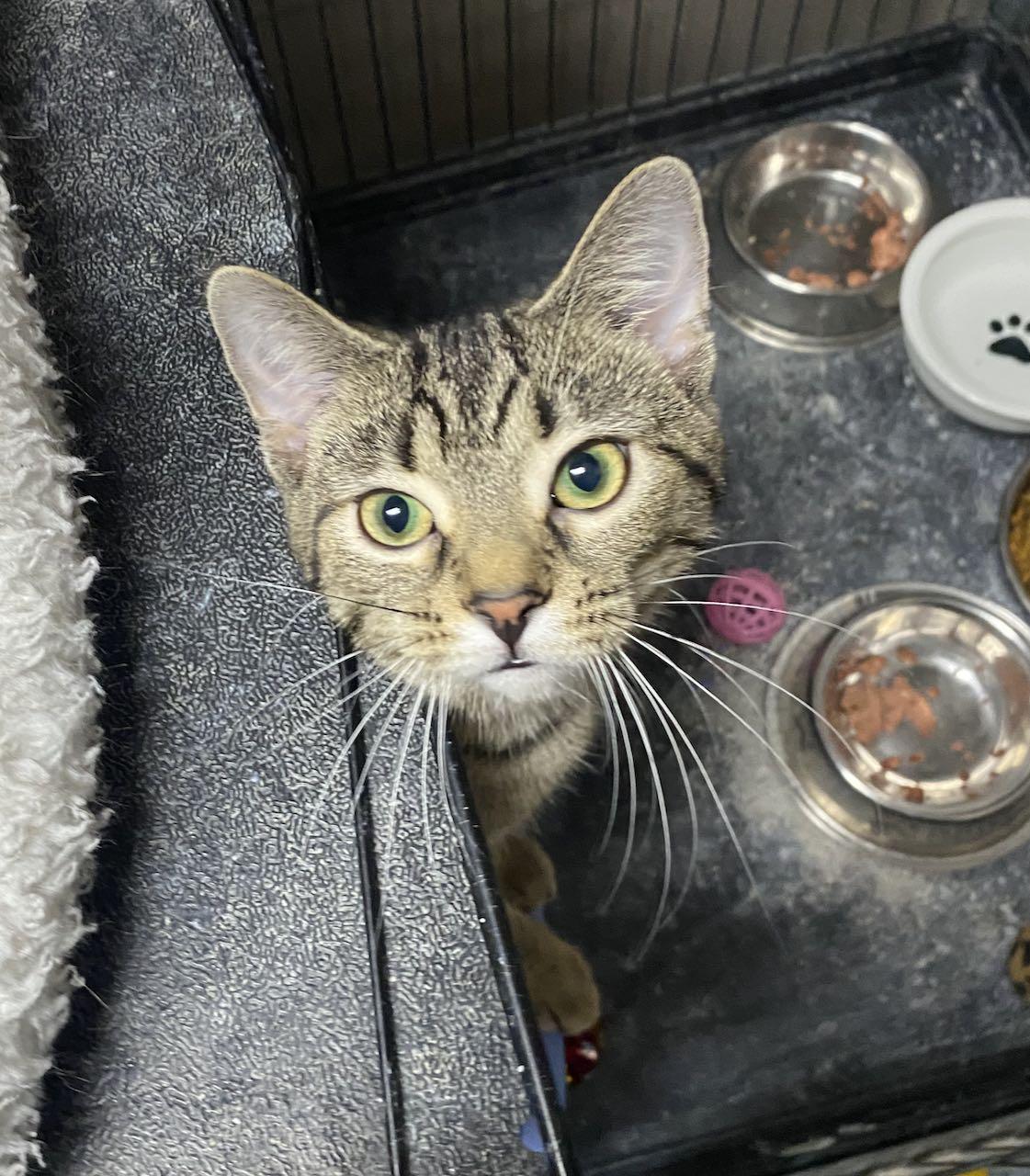 CAT-FRANNIE, a Adoptable Domestic Short Hair image 3/3