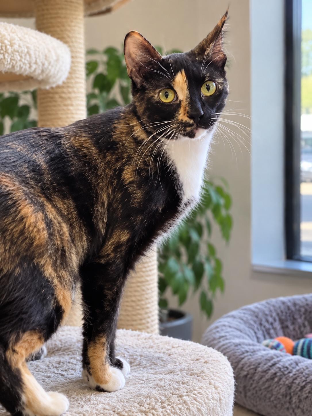 Enlarge Nellie, a Adoptable American Shorthair in Westwood, NJ image 1/3
