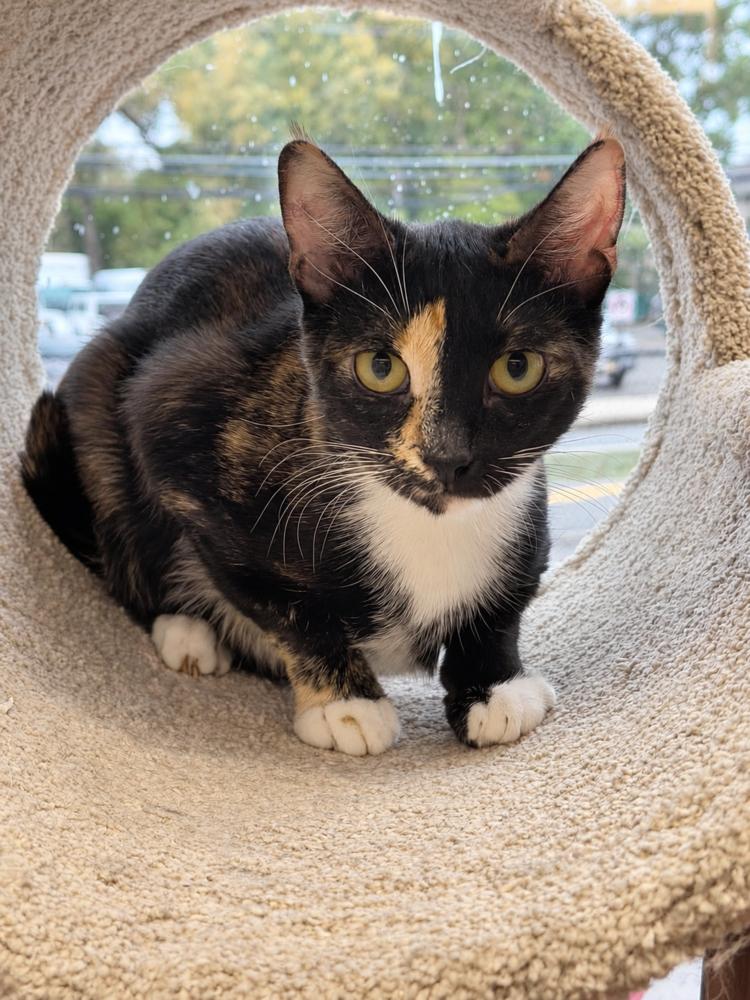 Nellie, Adoptable, Kitten Female American Shorthair.