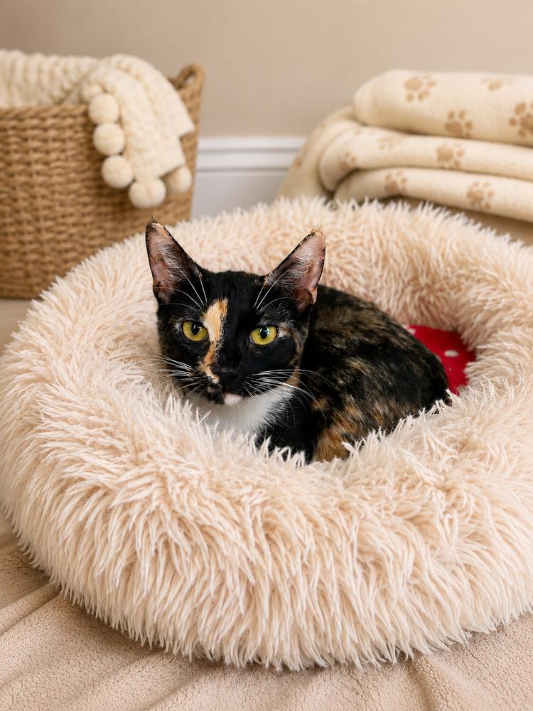 Enlarge Nellie, a Adoptable American Shorthair in Westwood, NJ image 2/2