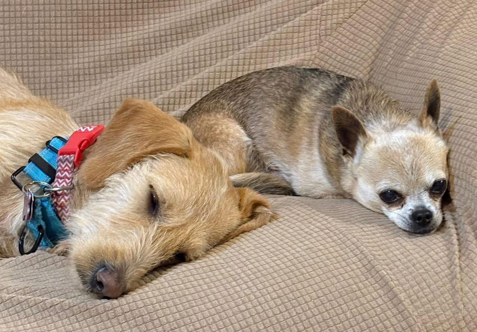 Ferb, a Adopted Dachshund in New London, WI image 1/3