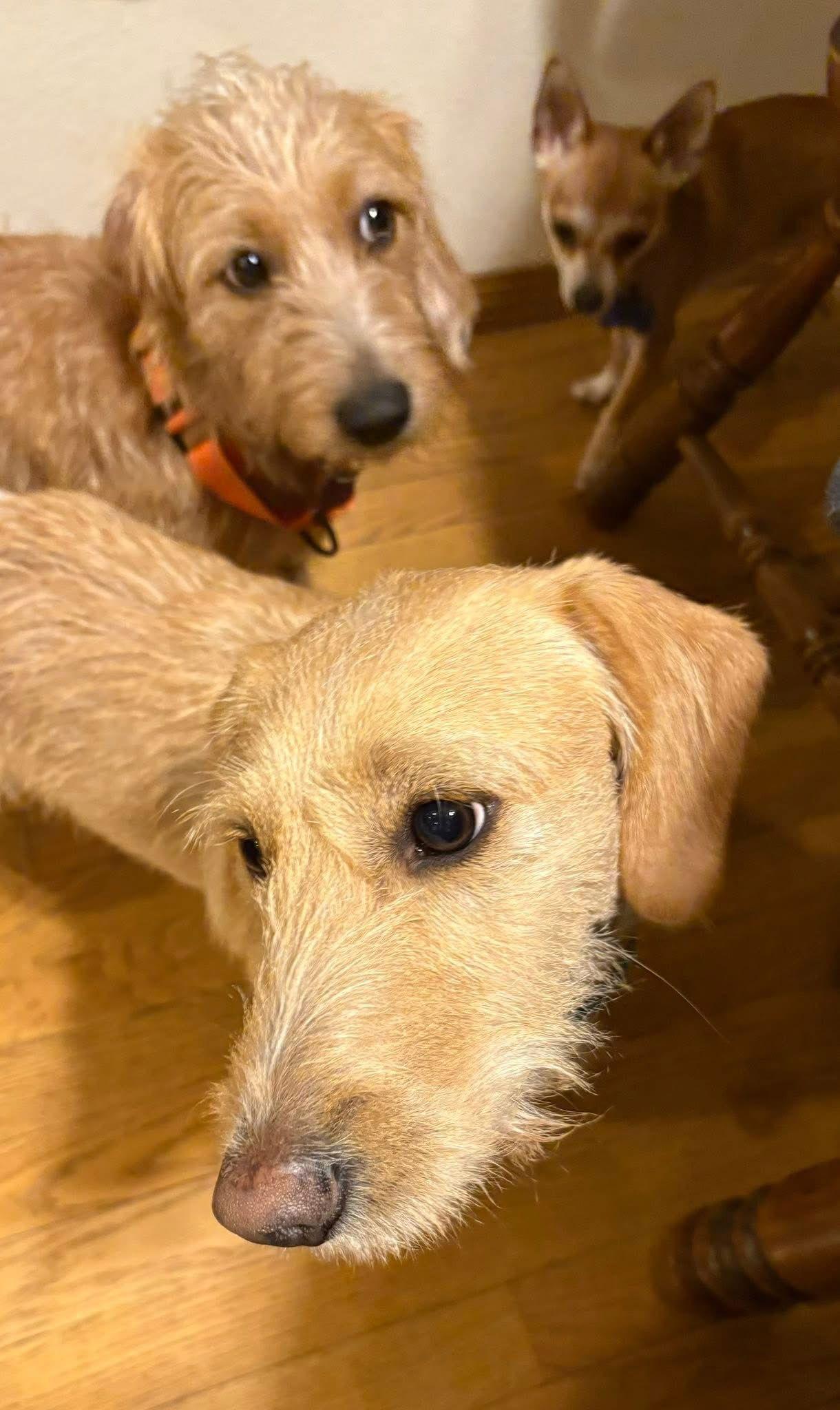 Ferb, a Adopted Dachshund in New London, WI image 2/3