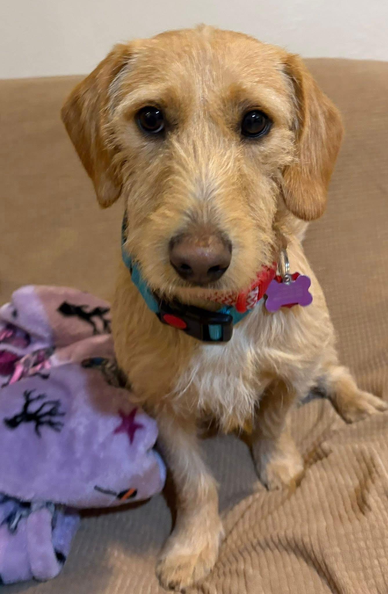 Ferb, a Adopted Dachshund in New London, WI image 3/3