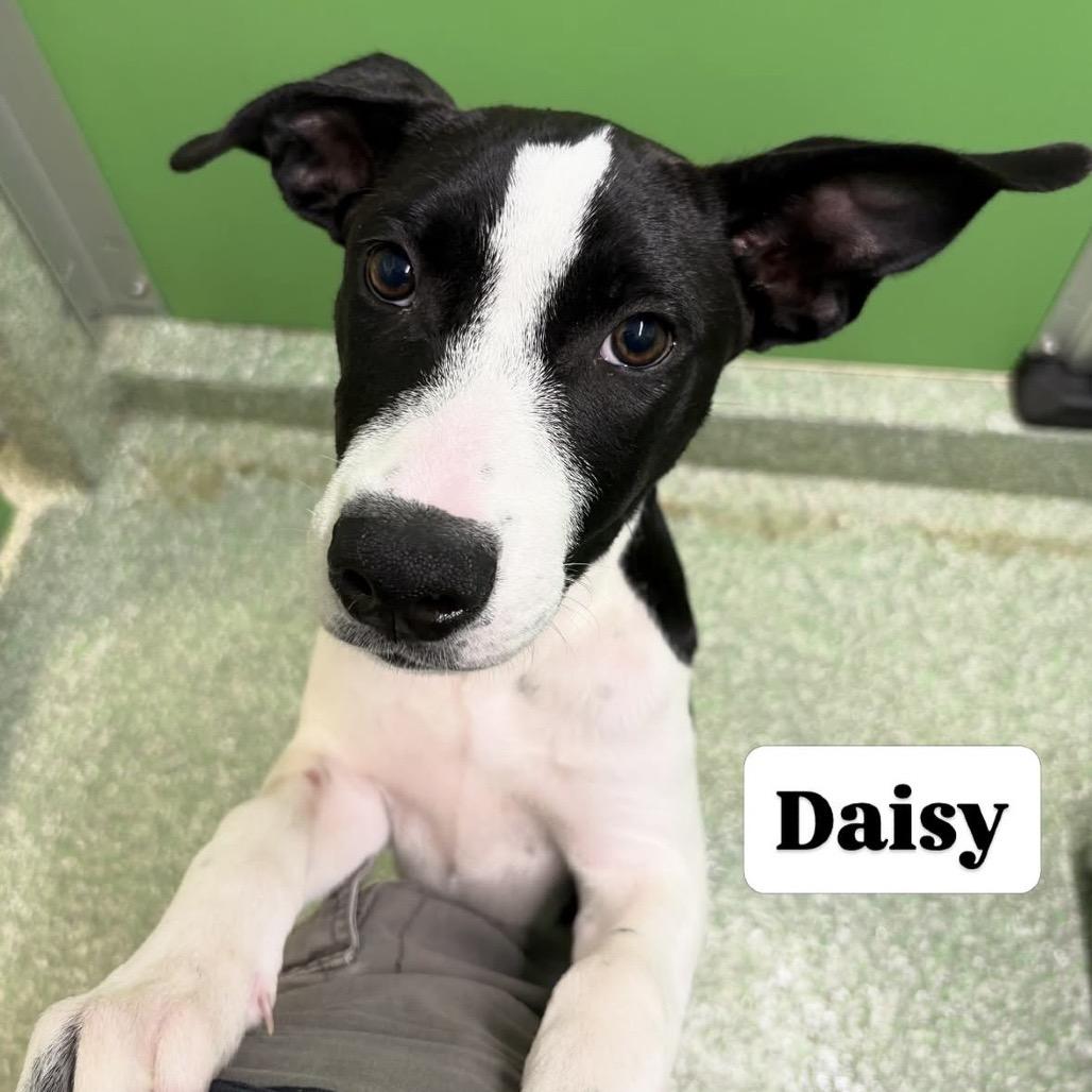 Daisy, Adoptable, Puppy Female Hound & Terrier.