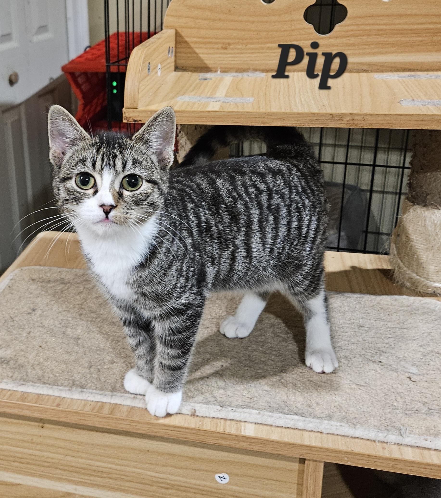 Enlarge Pip, an adopted Domestic Short Hair in Bethlehem, PA image 1/2