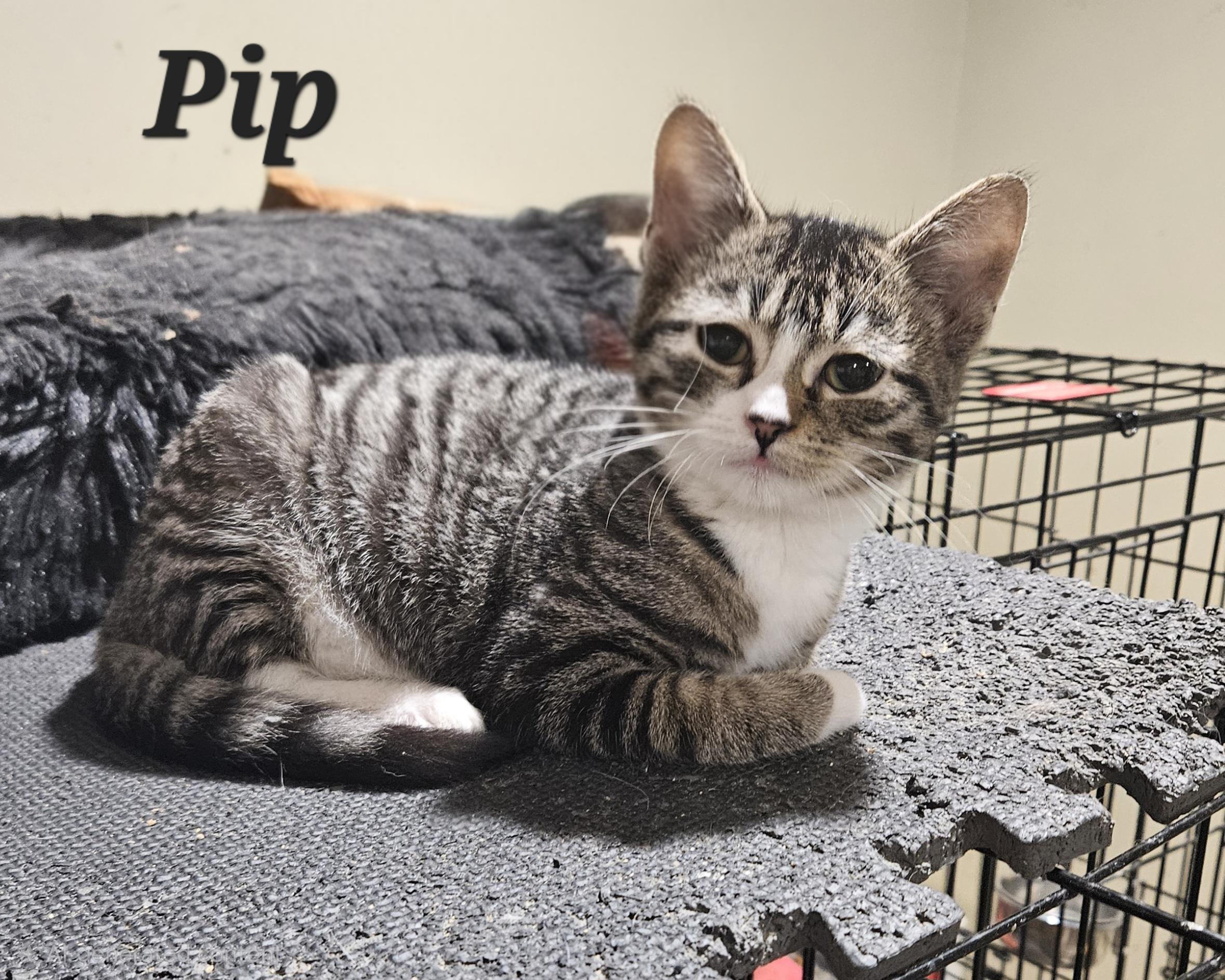 Enlarge Pip, an adopted Domestic Short Hair in Bethlehem, PA image 2/2