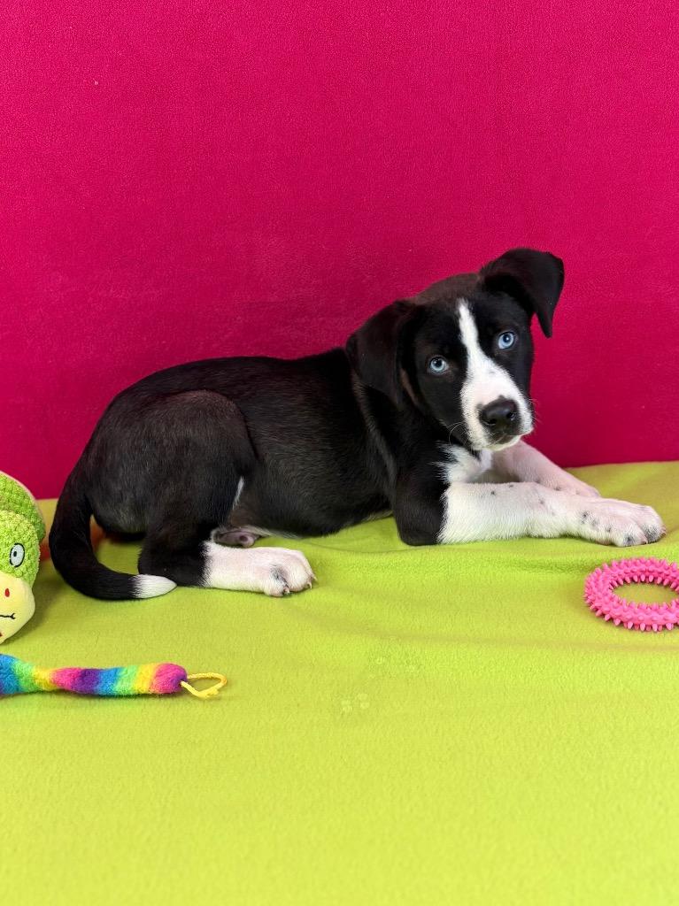 Monarch, Adoptable, Puppy Male Husky.