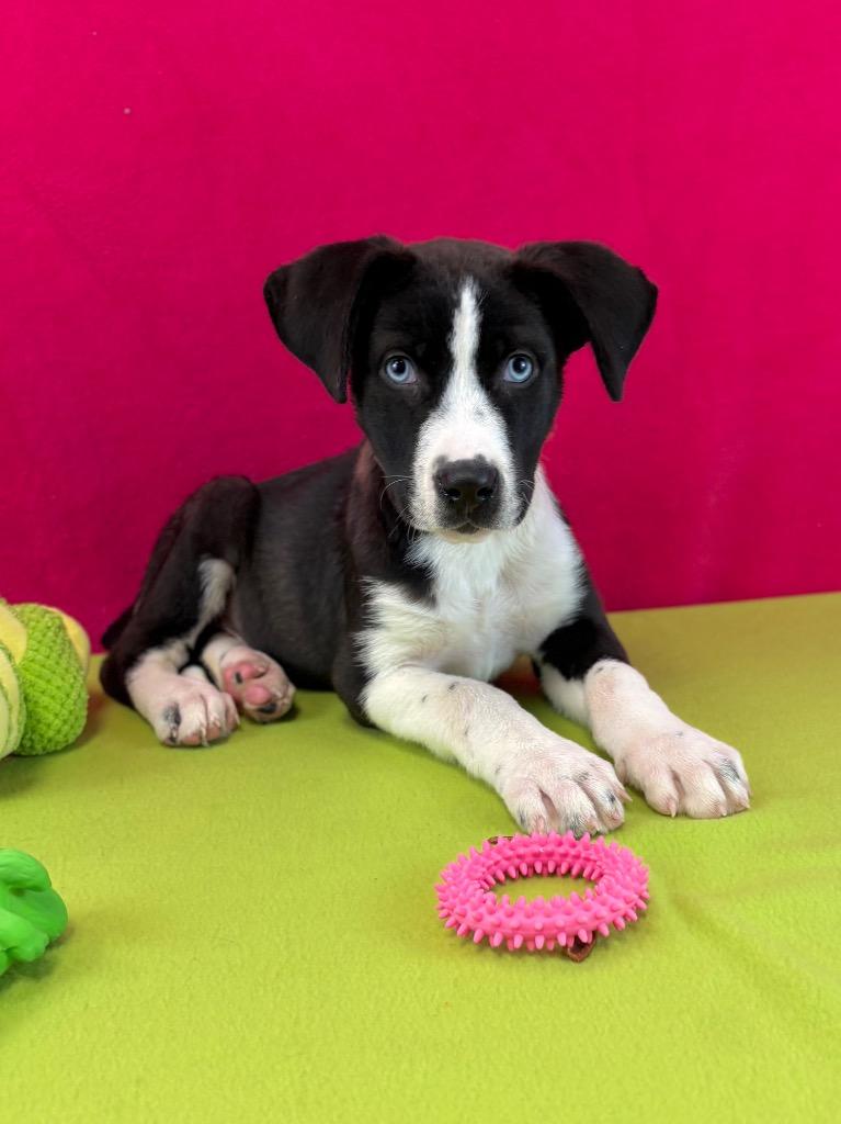 Monarch, a Adoptable mixed breed in Nacogdoches, TX image 2/5