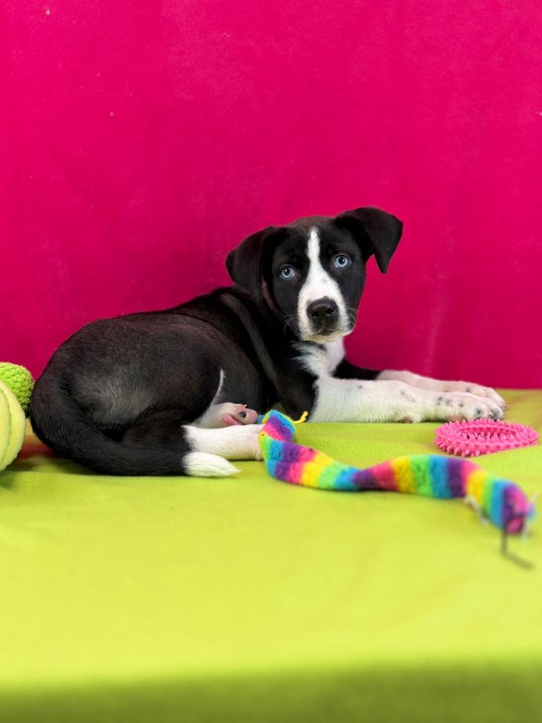 Monarch, a Adoptable mixed breed in Nacogdoches, TX image 3/5