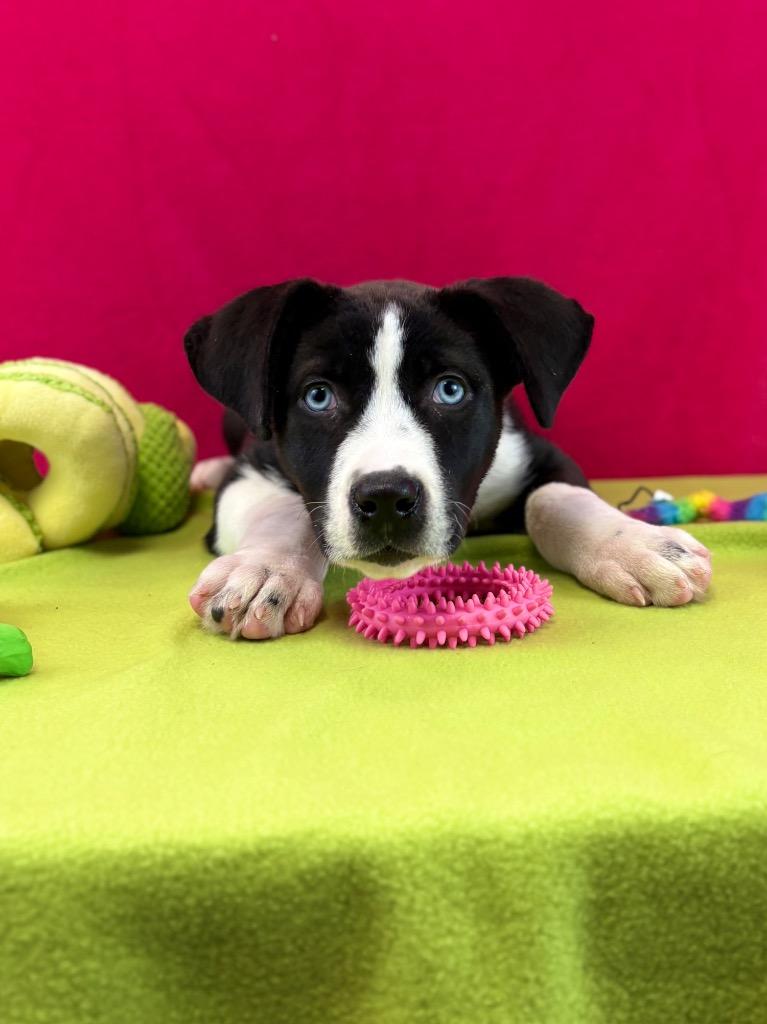 Monarch, a Adoptable mixed breed in Nacogdoches, TX image 4/5