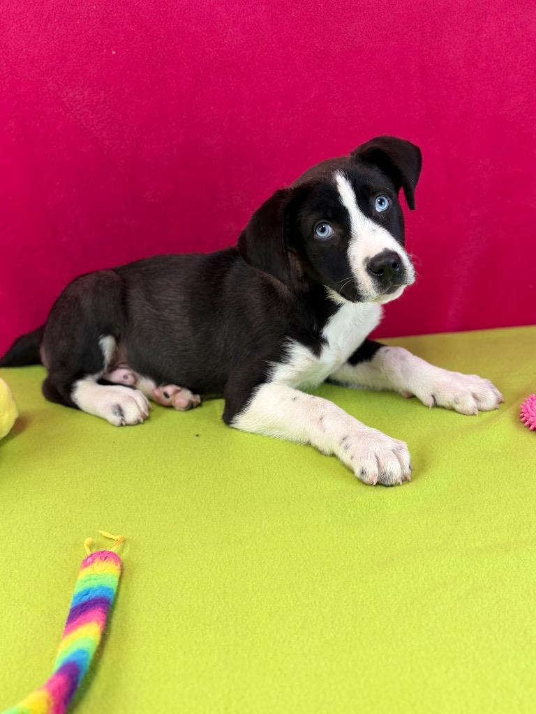 Monarch, a Adoptable mixed breed in Nacogdoches, TX image 5/5