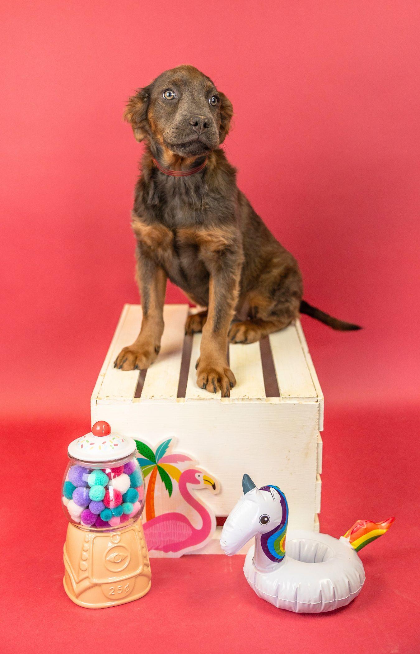 575-26, ADOPTABLE, Puppy Female Pit Bull Terrier.
