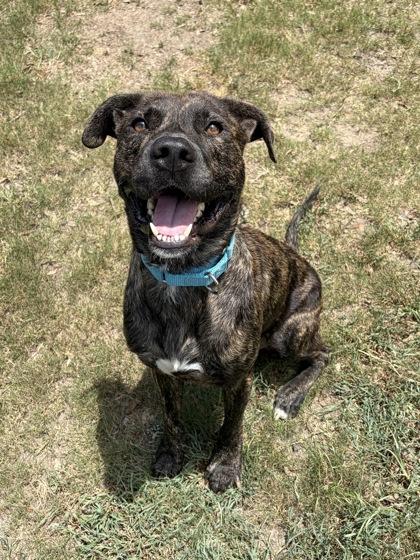 Enlarge Luca(HW+), a Adoptable mixed breed in Conway, SC image 1/3