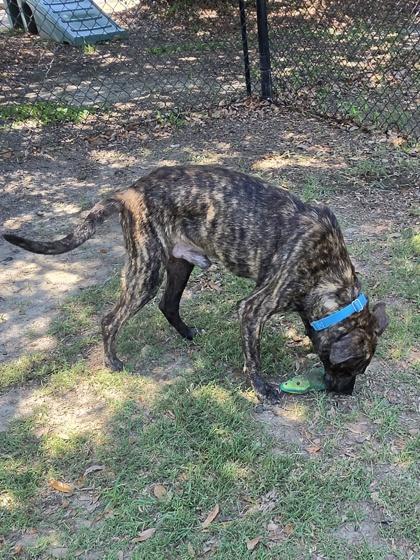 Enlarge Luca(HW+), a Adoptable mixed breed in Conway, SC image 2/3