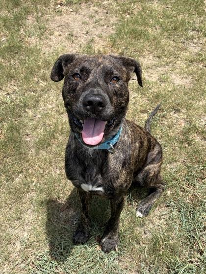 Enlarge Luca(HW+), a Adoptable mixed breed in Conway, SC image 3/3
