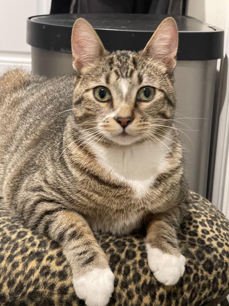 Enlarge Horsie, a Adoptable Domestic Short Hair in Chicago, IL image 1/5