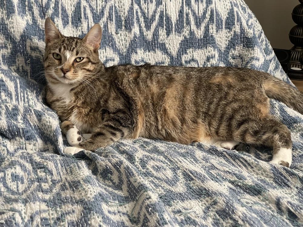 Enlarge Horsie, a Adoptable Domestic Short Hair in Chicago, IL image 2/6